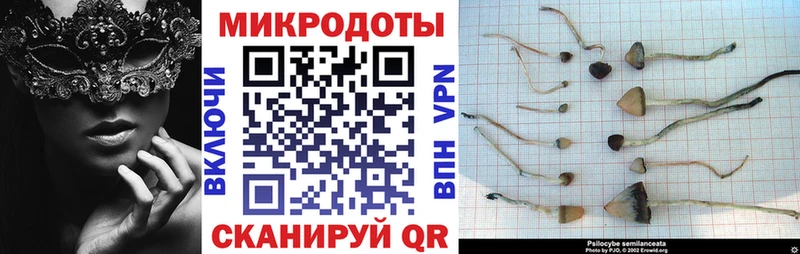 Галлюциногенные грибы Cubensis  где найти   Новотитаровская 